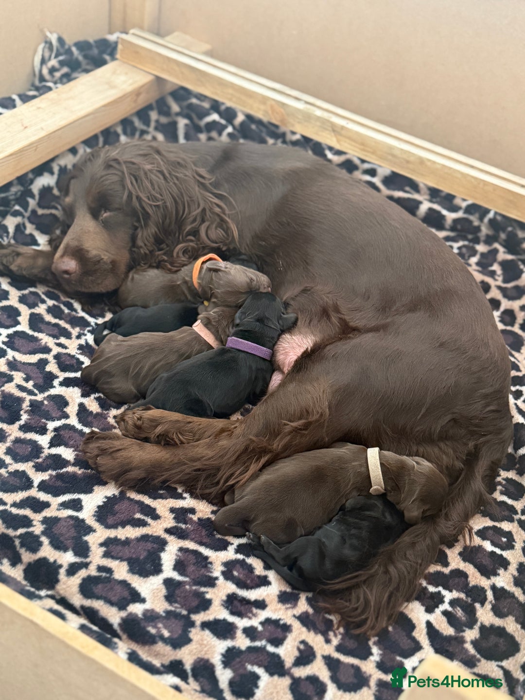 Cocker Spaniel dogs for sale: 6 beautiful Cocker Spaniel puppies.  - Advert 1