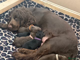 Cocker Spaniel dogs 6 beautiful Cocker Spaniel puppies. - Advert 18