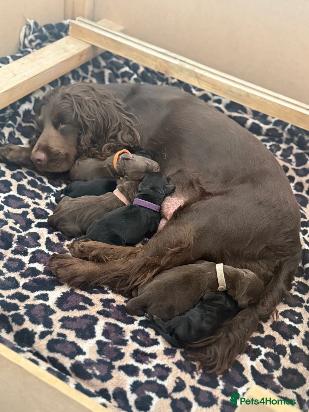 Cocker Spaniel dogs for sale: 3 Cocker Spaniel puppies. AVAILABLE TO VIEW - Advert 6