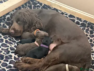 Cocker Spaniel dogs 5 beautiful Cocker Spaniel puppies. - Advert 6