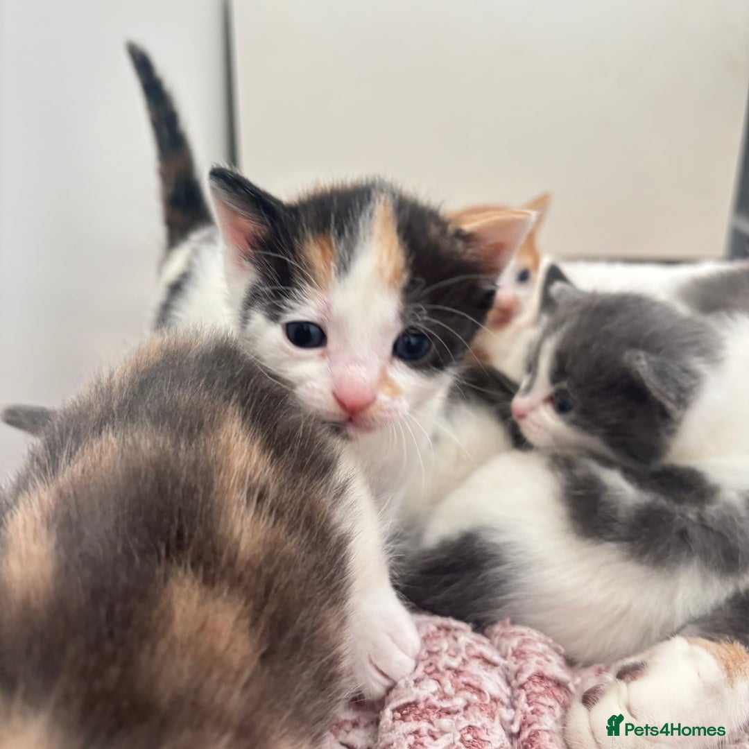 Mixed Breed cats for sale: Gorgeous kittens  - Image 5