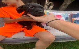 Presa Canario dogs for sale: Presa canario puppies ready now 2 boys 1 girl left - Image 9
