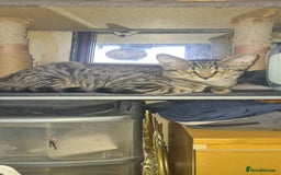 Bengal cats for sale: Mixed bengal kittens   - Image 37