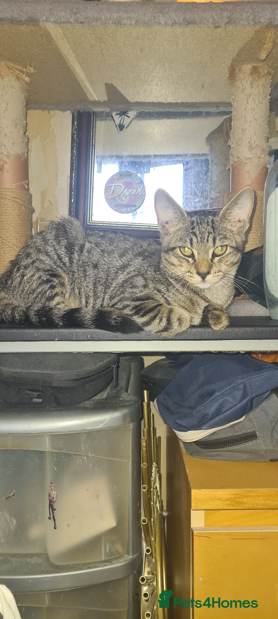 Bengal cats for sale: Mixed bengal kittens   - Image 37