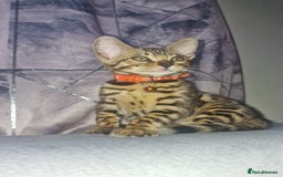 Bengal cats for sale: Two gorgeous Bengals girls  😻😻❤️ - Image 25