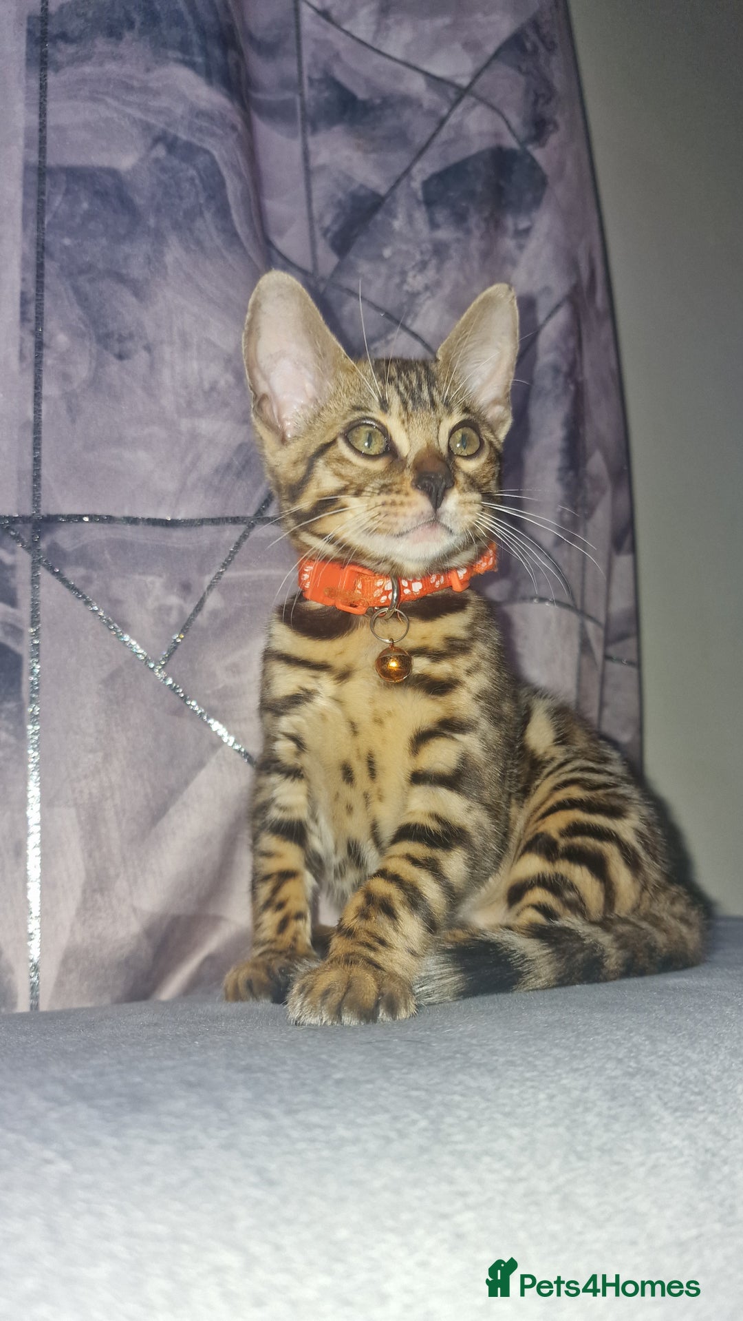 Bengal cats for sale: Two gorgeous Bengals girls  😻😻❤️ - Image 25