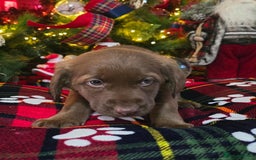 Cockapoo dogs for sale: Cockapoo puppies  - Advert 2