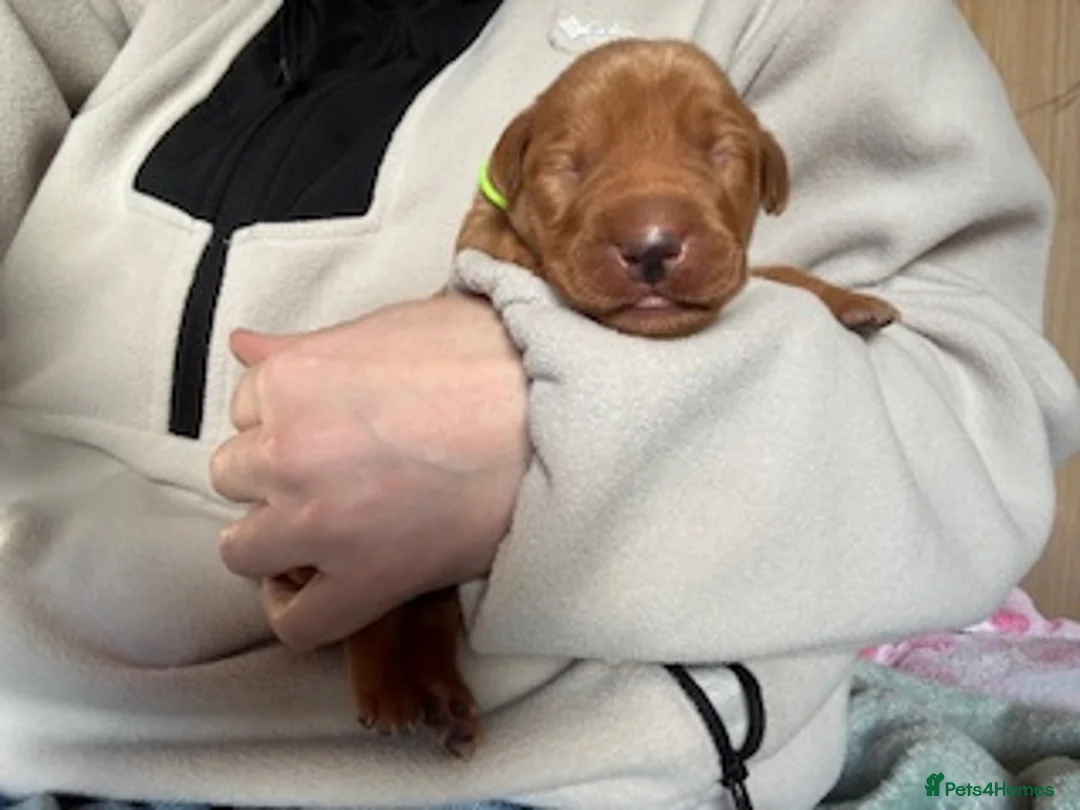 Labrador Retriever dogs for sale: Red Fox Labrador - Advert 15