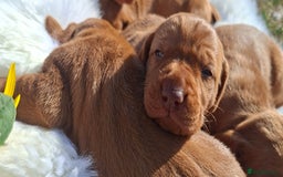 Hungarian Vizsla dogs for sale: Hungarian vizsla  - Image 10