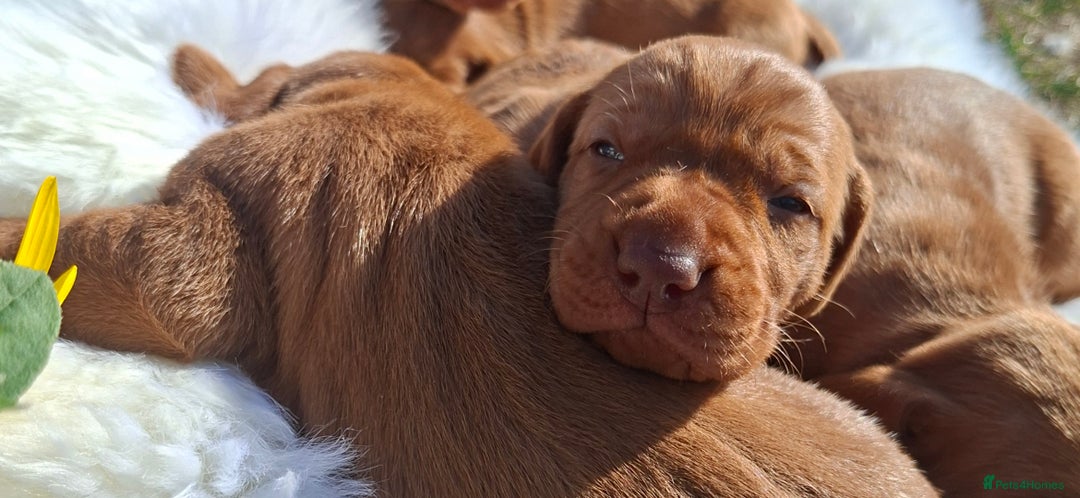 Hungarian Vizsla dogs for sale: Hungarian vizsla  - Image 10