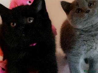 British Shorthair cats Exceptional Pedigree BSH Kittens - Advert 1