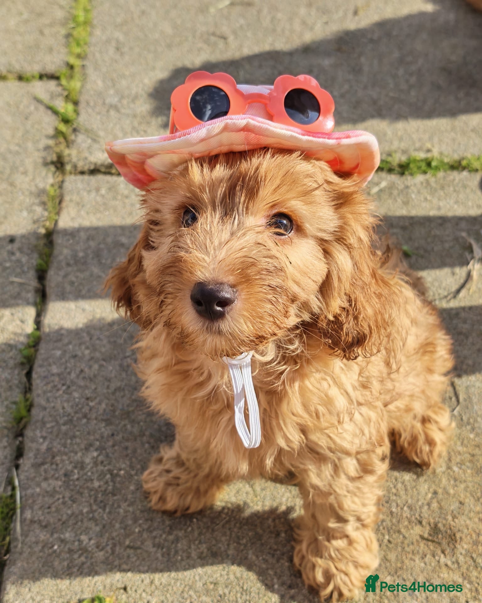 Cavapoo dogs Last 3 Beautiful F1b Cavapoo (Fox-Red) - Advert 2