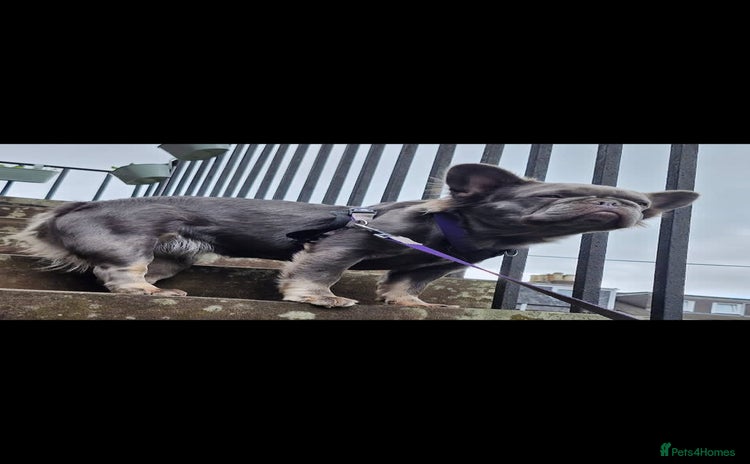 French Bulldog dogs Fluffy French bulldog puppies  - Advert 12