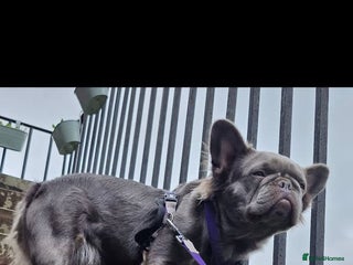 French Bulldog dogs Fluffy French bulldog puppies - Advert 1