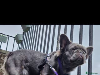 French Bulldog dogs Fluffy French bulldog puppies - Advert 20