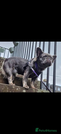 French Bulldog dogs Fluffy French bulldog puppies - Advert 1