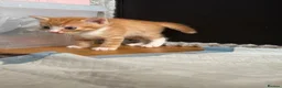 Mixed Breed cats for sale: Beautiful bengal / mixed breed kittens  in Harlow - Advert 3
