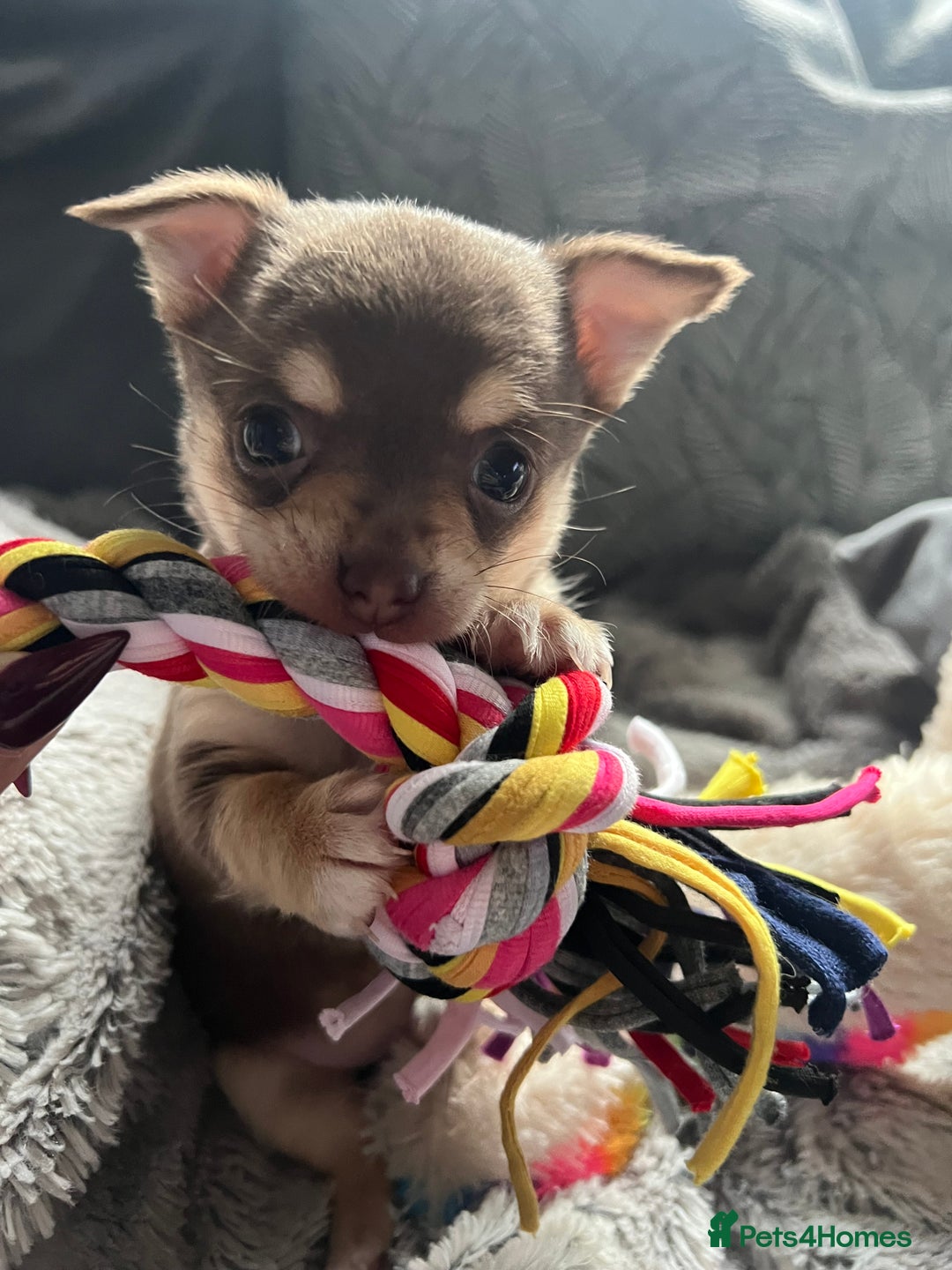 Chihuahua dogs for sale: Chocolate & tan female - Advert 1