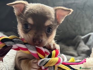 Chihuahua dogs Chocolate & tan female - Advert 4