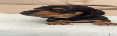 Miniature Dachshund Puppy 1