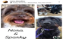 Mixed Breed dogs for sale: ✨Health Tested Australian Labradoodles✨ - Image 1