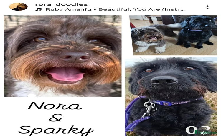 Mixed Breed dogs - Advert 8