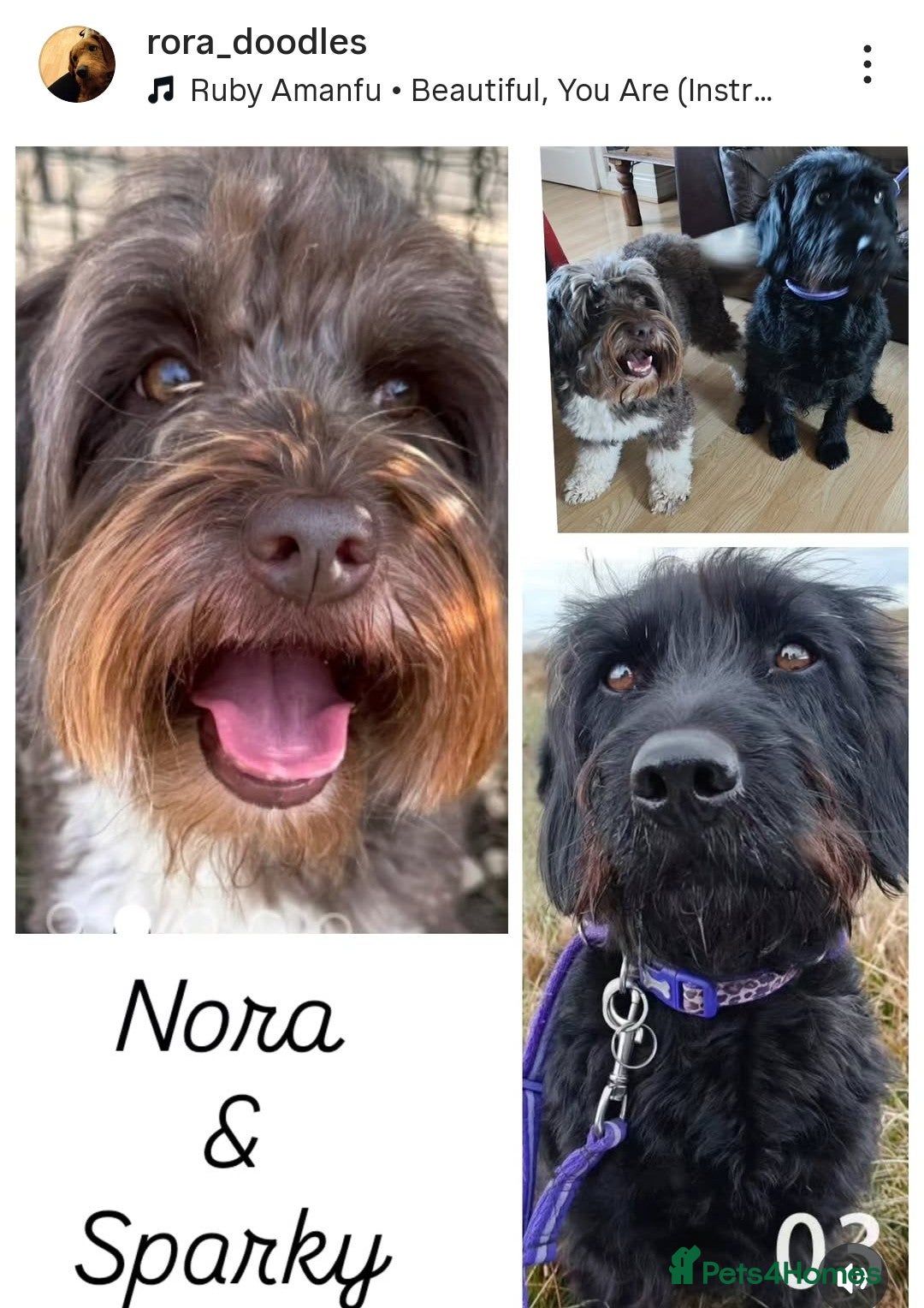 Mixed Breed dogs for sale: ✨Health Tested Australian Labradoodles✨ - Image 1