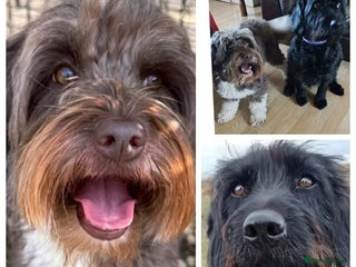 Mixed Breed dogs - Advert 5