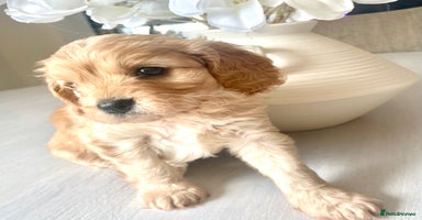 Cavapoo dogs - Advert 11