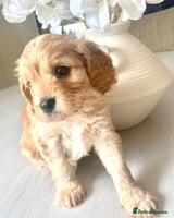 Cavapoo dogs - Advert 2