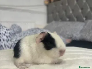 Guinea Pig rodents Baby boars - Advert 17