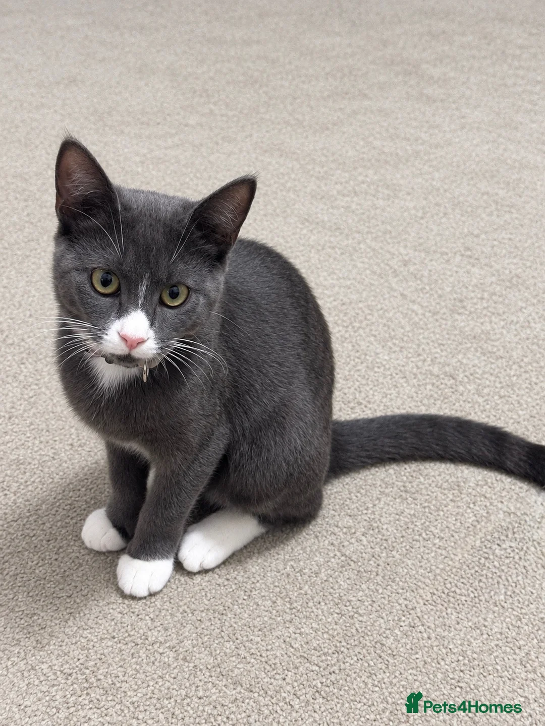 Mixed Breed cats for sale: URGANT sale - Advert 2