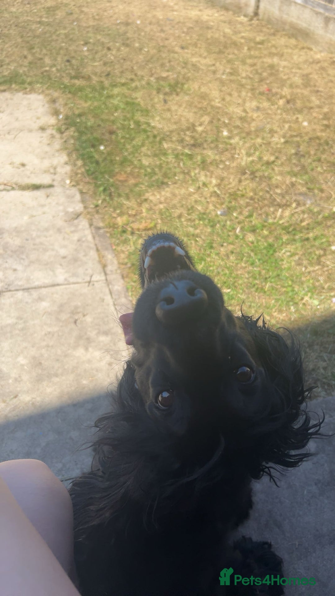 Cocker Spaniel dogs for sale: 3 year old cocker spaniel  - Image 3
