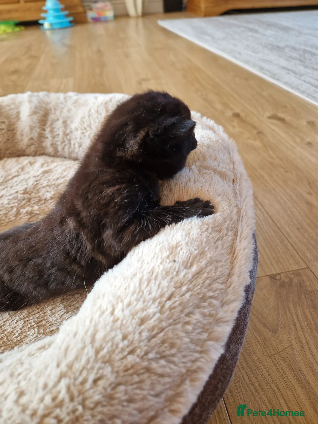 Domestic Shorthair cats for sale: Beautiful 4 Domestic Shorthair Kittens  in Basildon - Advert 12