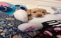 Mixed Breed dogs for sale: Cocker Spaniel Puppies – 4 Weeks Old - reserve now - Advert 20