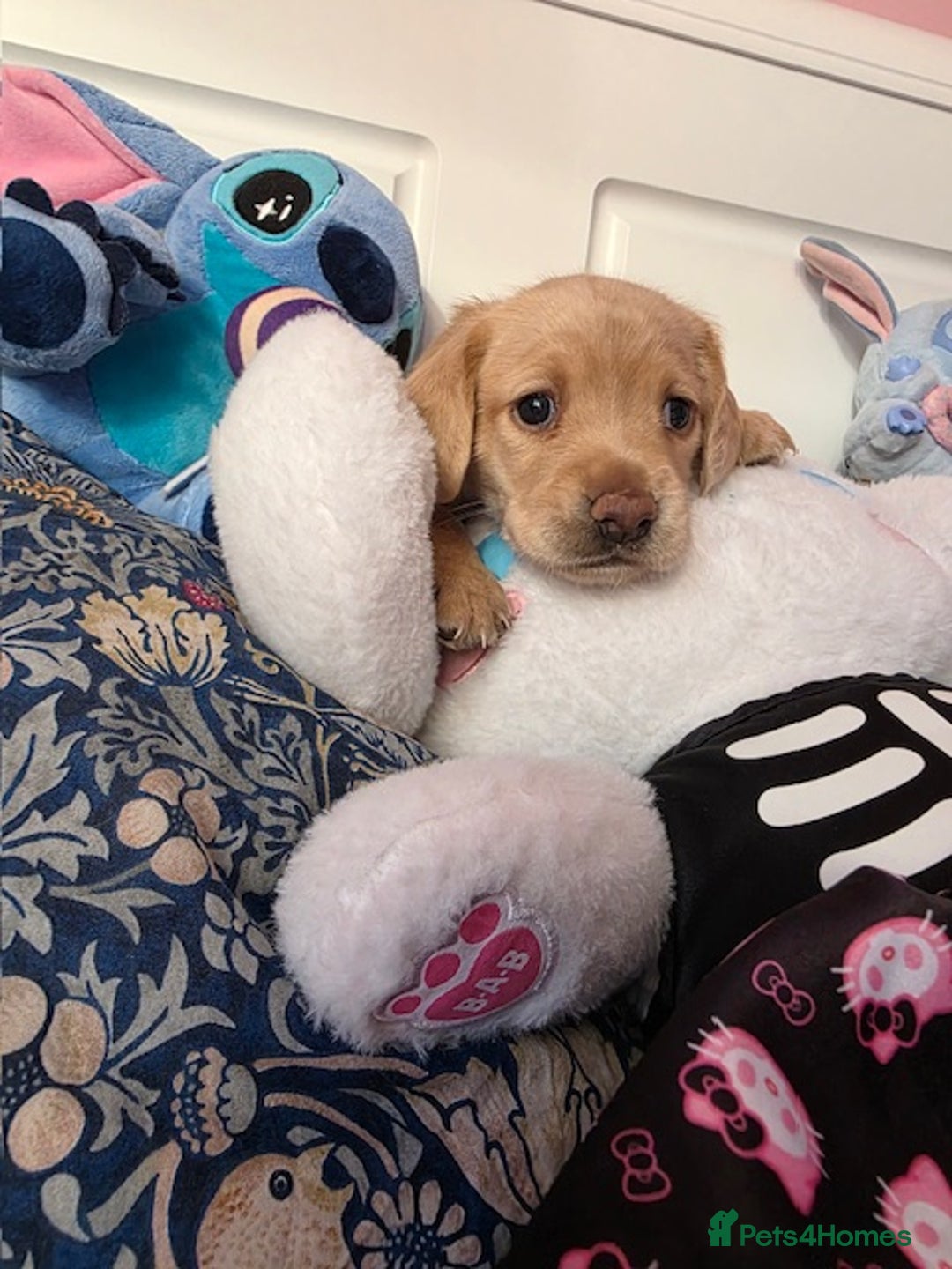 Mixed Breed dogs for sale: Cocker Spaniel Puppies – 4 Weeks Old - reserve now - Advert 20