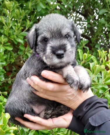 Schnauzer dogs Standard Schnauzer Puppies - Advert 1