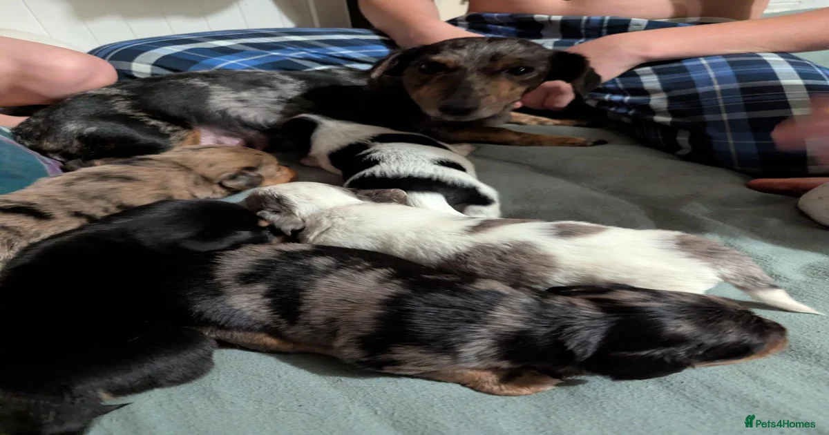 Puppies for sale in Maidstone, Kent | Pets4Homes