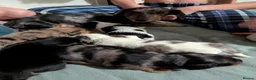 Mixed Breed dogs for sale: Beautiful Cocker Spaniel Cross Dachshund Puppies - Advert 1