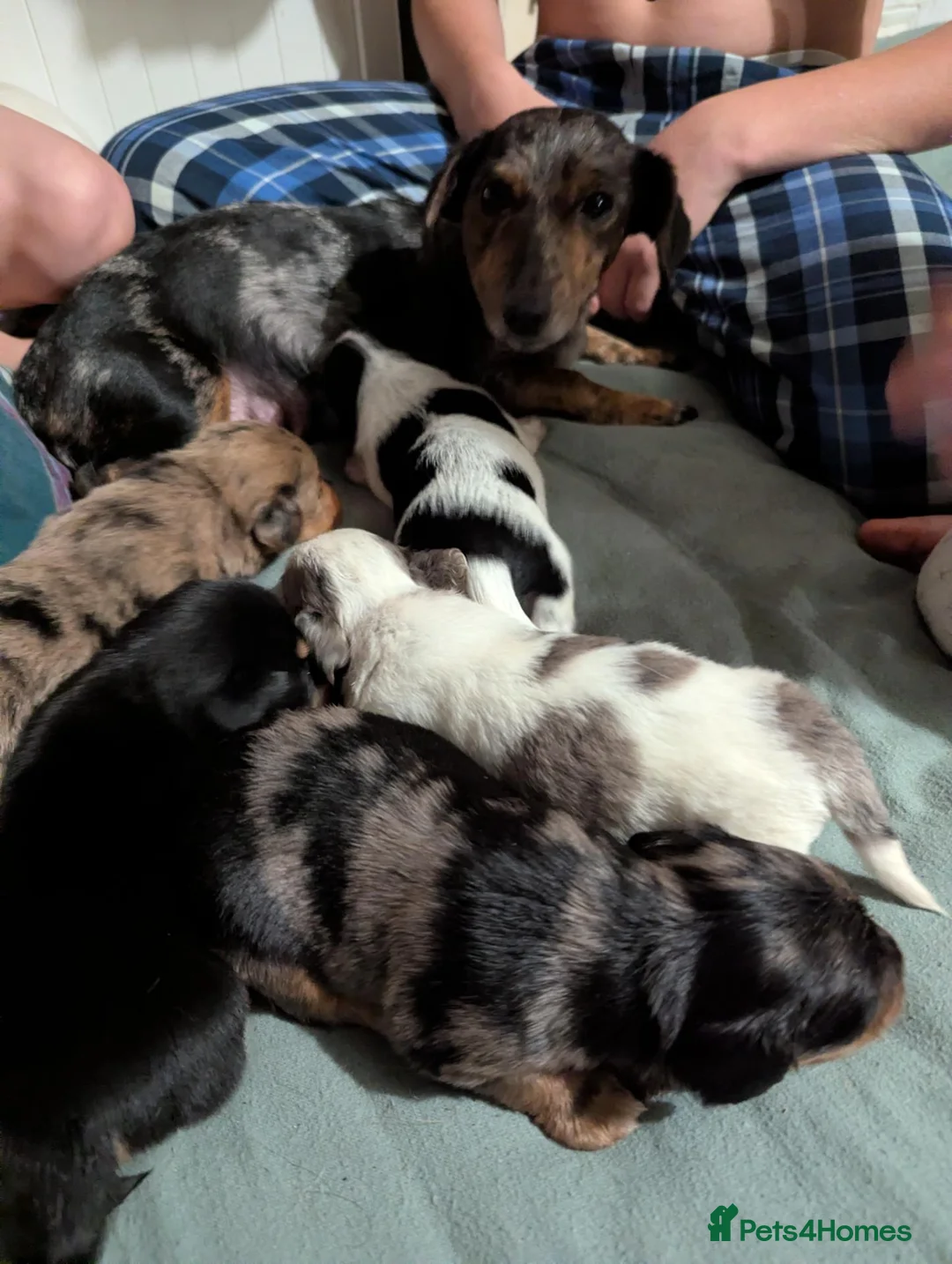 Mixed Breed dogs for sale: Beautiful Cocker Spaniel Cross Dachshund Puppies - Advert 1
