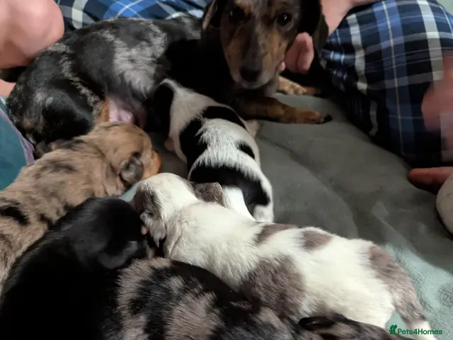 Mixed Breed dogs for sale: Last boy beautiful Cocker Spaniel x Dachshund pups - Advert 3