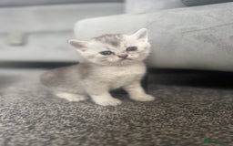 Scottish Fold cats for sale: 🐾 Beautiful Scottish Fold Kittens for Sale 🐾 - Image 10