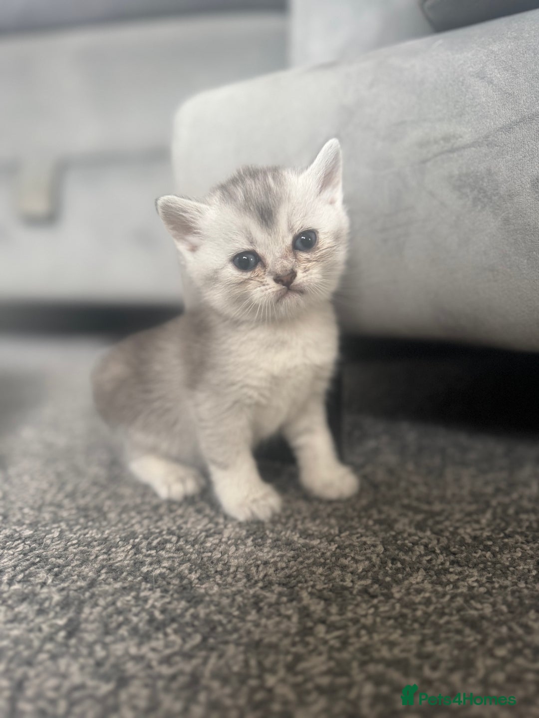 Scottish Fold cats for sale: 🐾 Beautiful Scottish Fold Kittens for Sale 🐾 - Image 10