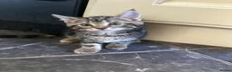 Mixed Breed cats for sale: Ready now, maine coon cross kittens in Tamworth - Advert 8