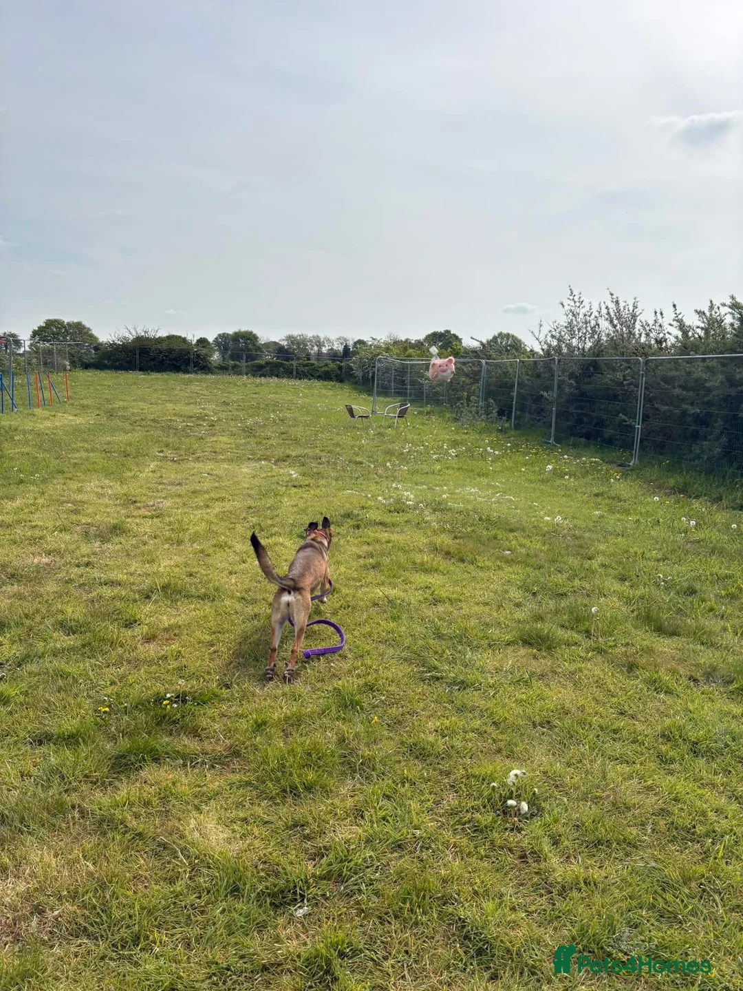 Mixed Breed dogs for adoption: Lizzie - Norwich Norfolk  - Advert 25