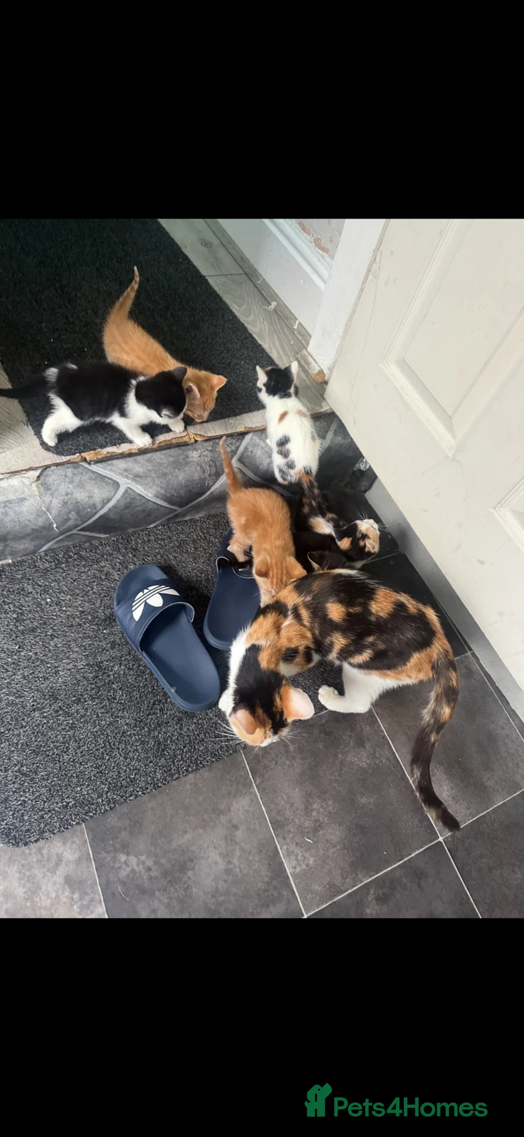 Mixed Breed cats for sale: KITTEN FOR SALE! - Advert 2