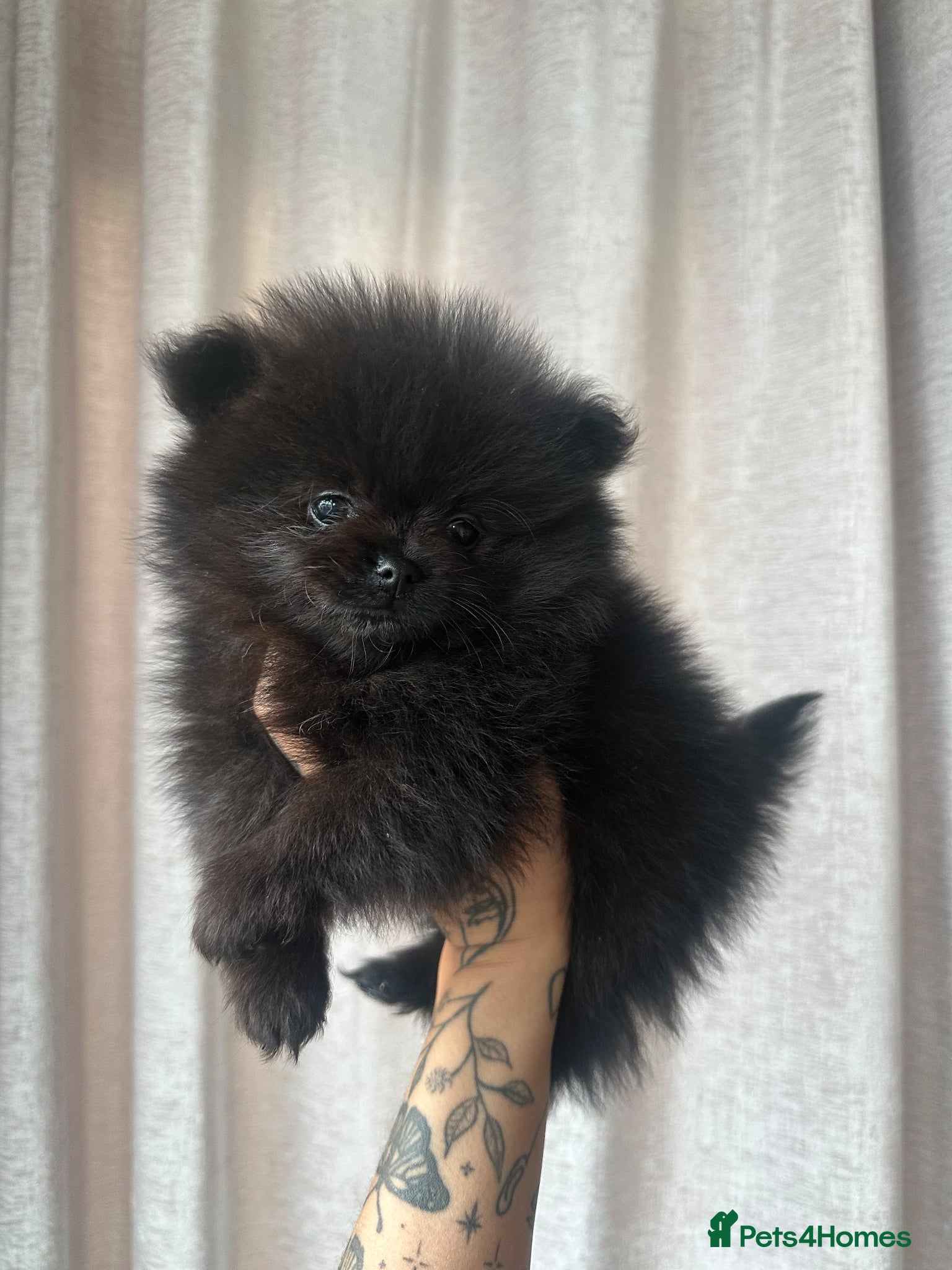 Pomeranian dogs READY TUES🩵🐻4 stunning KC Pomeranian puppies🐻 - Advert 21