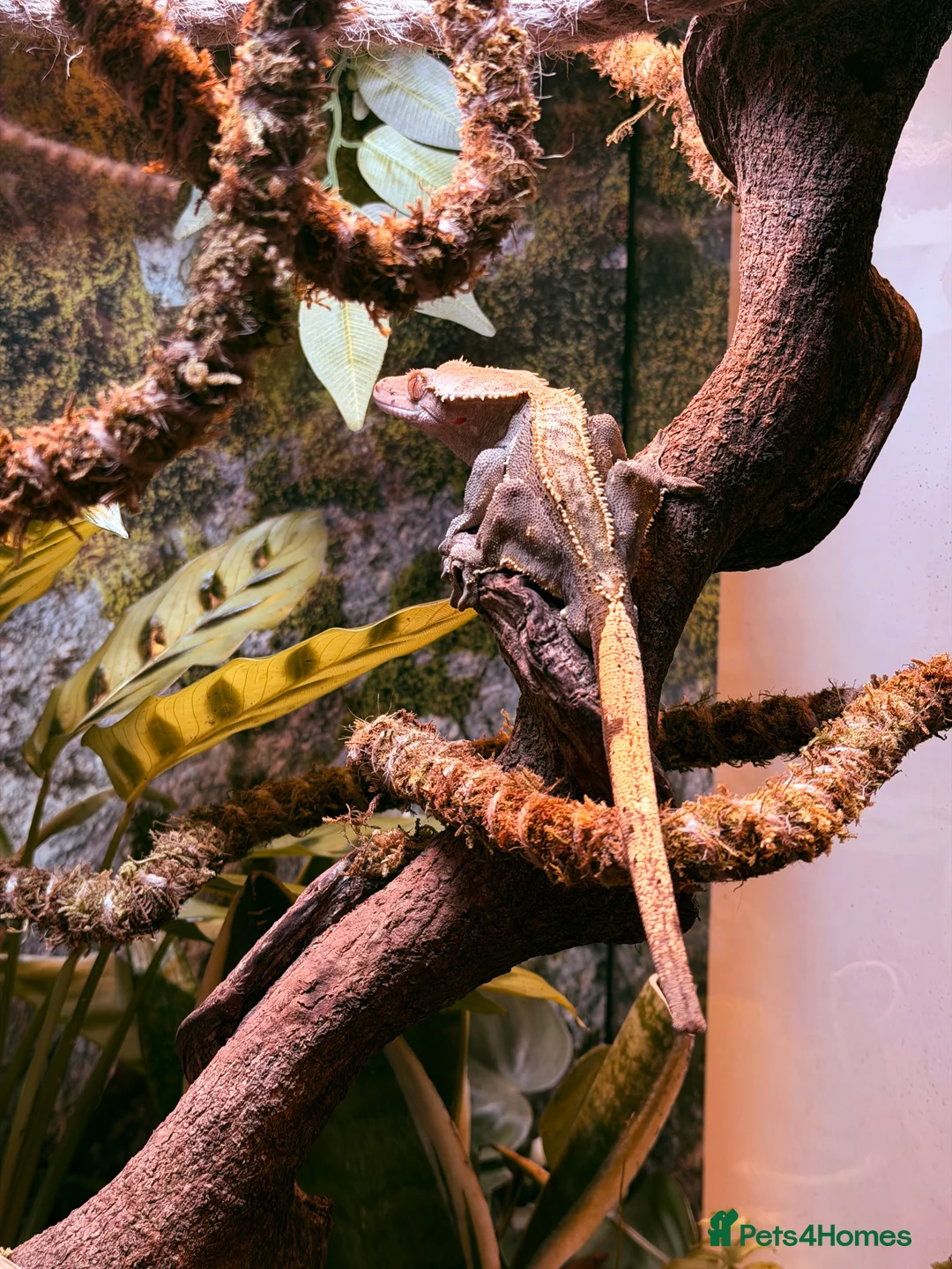 Gecko reptiles for sale: Male crested gecko and bio active vivarium - Advert 2