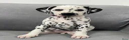 Dalmatian dogs for sale: Beautiful litter of Dalmatian puppies  - Advert 11