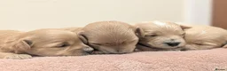 Maltipoo dogs for sale: F1 Apricot & Cream Maltipoo Puppies - Advert 5